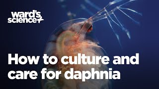 Caring and Culturing for Daphnia [upl. by Blisse]