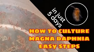 How to Culture Magna Daphnia Easily [upl. by Margit163]