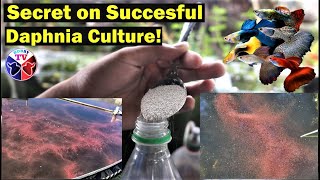 How to Culture Daphnia Successfully [upl. by Ethyl]