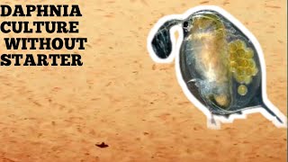 HOW TO CULTURE DAPHNIA NATURALLY WITHOUT A STARTER [upl. by Marcelle]