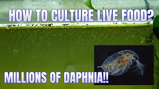 How to Culture Daphnia Secret Method to Breed MILLIONS  Simply Aquatic [upl. by Kape]