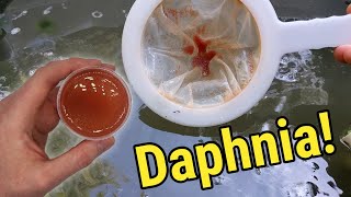 How I Culture Daphnia In Outdoor Tubs [upl. by Novyert]