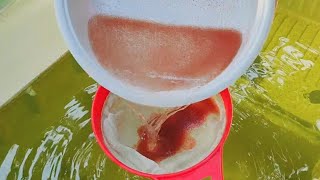 How to culture daphnia  Daphnia culture  How to grow daphnia outdoor [upl. by Bacchus]