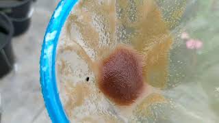 How to culture daphnia moina in a small container Part 1 English Subtitle [upl. by Sugirdor]