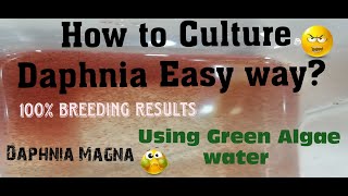 Daphnia MagnaHow to Culture Daphnia Easy wayCulturing Daphnia using Green water Daphnia [upl. by Tedda968]