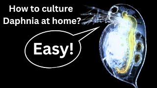 BEST Live Fish Food Beginner guide How to Culture Daphnia at home [upl. by Winshell]