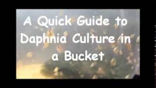 How to culture daphnia outside [upl. by Haidabez290]