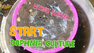 How to culture daphnia moina the easy way 1  Starting the Daphnia culture [upl. by Heman]