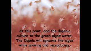 Daphnia  How to grow daphnia in your home [upl. by Alegna]