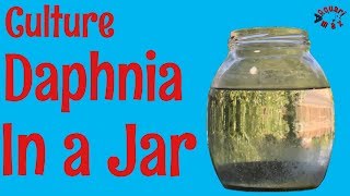 How to Culture Daphnia in a Jar [upl. by Nnylarej401]