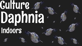 How to Culture Daphnia [upl. by Ylrbmik]