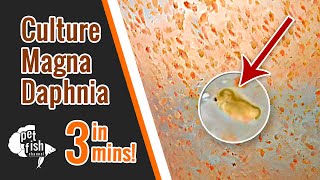 How to culture DAPHNIA MAGNA  The easy way [upl. by Eiloj]