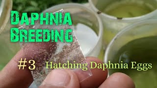 Daphnia Culture made simple and easy 3  Hatching Daphnia eggs [upl. by Packer]