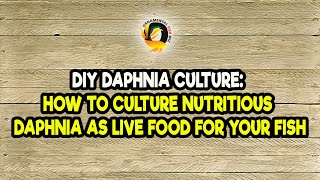 DIY Daphnia Culture How to Culture Nutritious Daphnia as Live Food for Your Fish [upl. by Irisa]