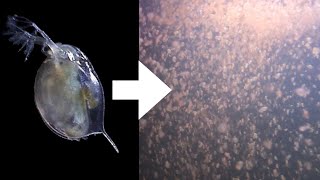 How I Culture Daphnia [upl. by Kitarp]