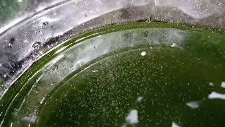 DAPHNIA MOINA CULTURE IN A SMALL BUCKET [upl. by Oinotnaocram]