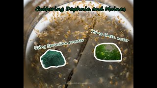 How To Culture Daphnia and Moinas using Green Water Spirulina powder [upl. by Geno]