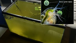 Raising Daphnia for the Freshwater Aquarium [upl. by Narcis59]