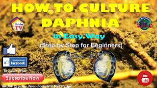 HOW TO CULTURE DAPHNIA In Easy Way [upl. by Vander102]